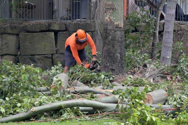 The Steps Involved in Our Tree Care Process in Socorro, TX